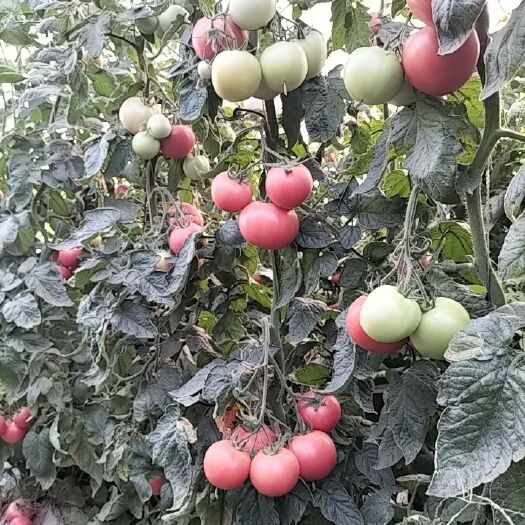 孟州市粉果番茄  硬粉西红柿，质量好，价格低，质量保证