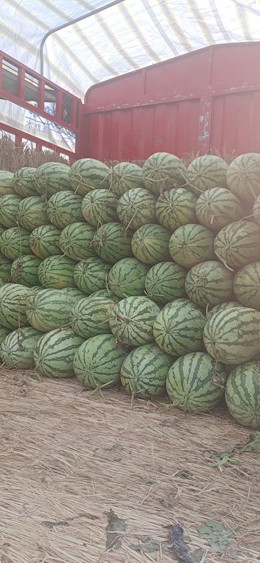 金城5号西瓜 金城五号