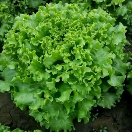 尚义县意大利生菜  张家口精品花叶生菜 长期供应超市，电商  欢迎客户来购