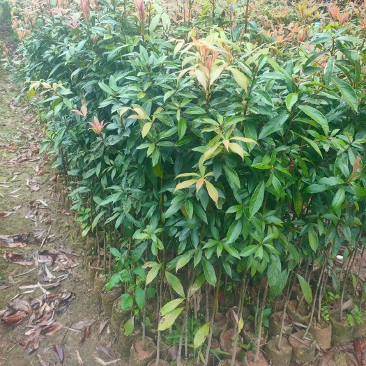 广州 金丝楠木袋苗，杯苗20--1米高