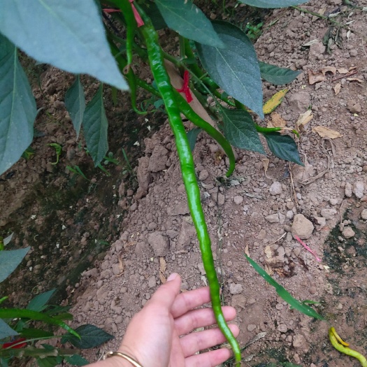 郯城县 精品线椒，薄皮皱皮椒