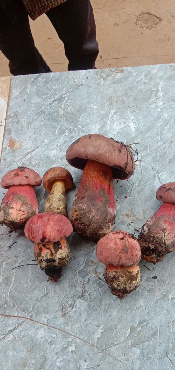 红葱菌 云南野生菌，牛肝菌，青头菌，干巴菌，鸡枞菌……场地直供