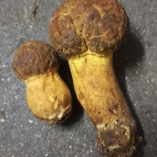 龙陵县黑牛肝菌 各种野生美味的菌子纯野生