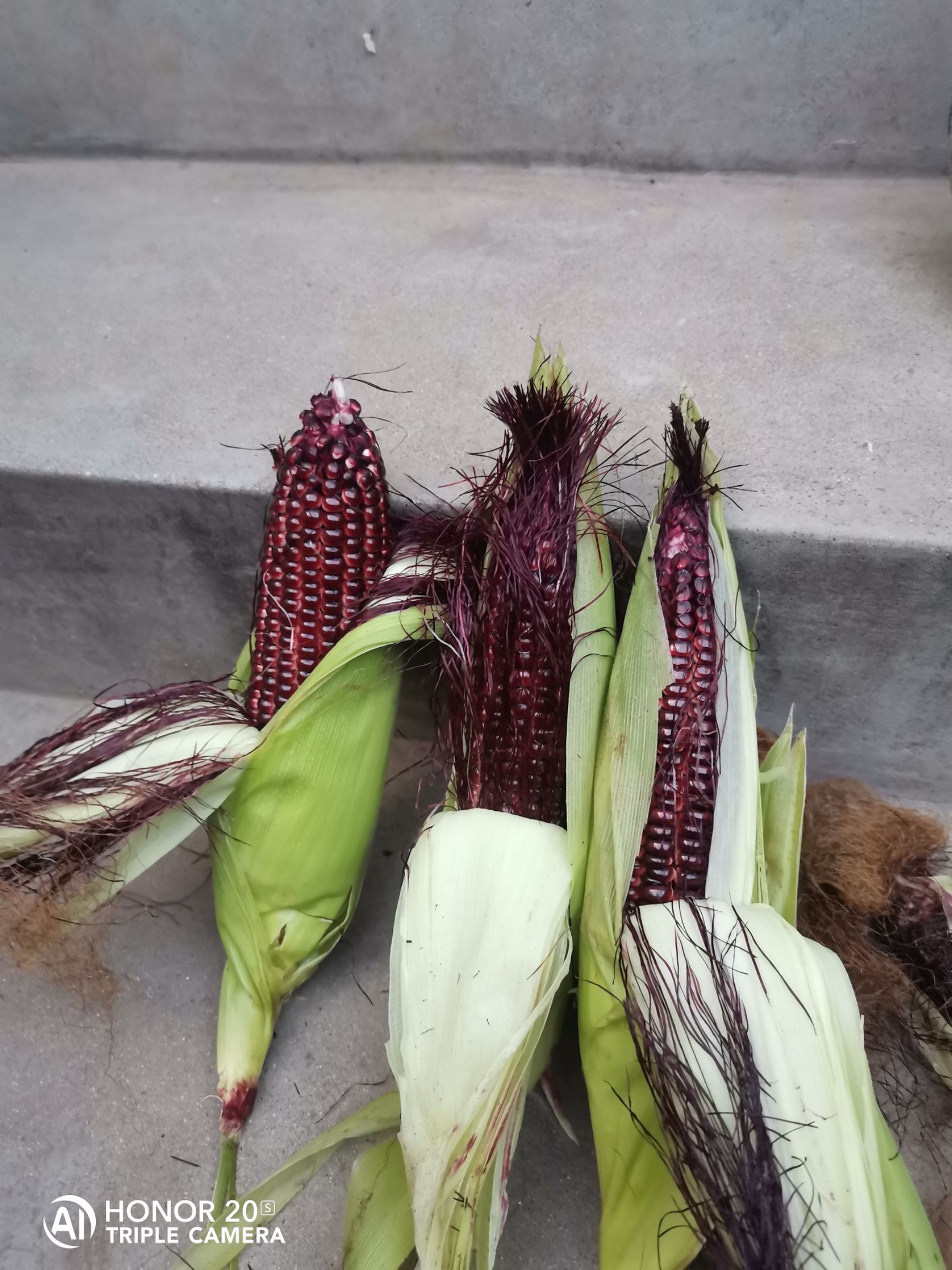 黑玉米 山东省济南市莱芜区 甜糯 带壳 