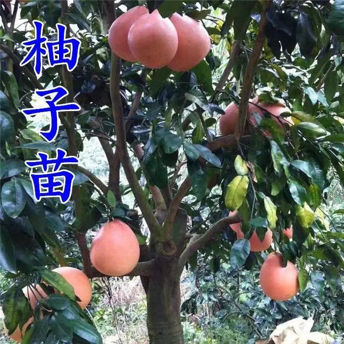 柚树苗  沙田柚子树苗水果三红心白肉蜜柚新品耐寒盆栽南北方种