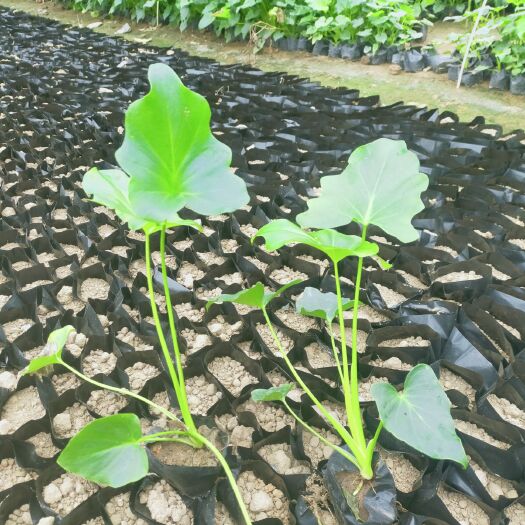 漳浦县草花 春芋