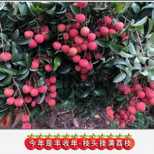 禾荔荔枝  广西北流禾荔(红花、六月红)当季水果现摘现发5斤