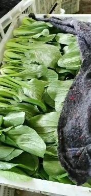 鄄城县上海青 质量一流，价格便宜，欢迎订货，支持打冷，
