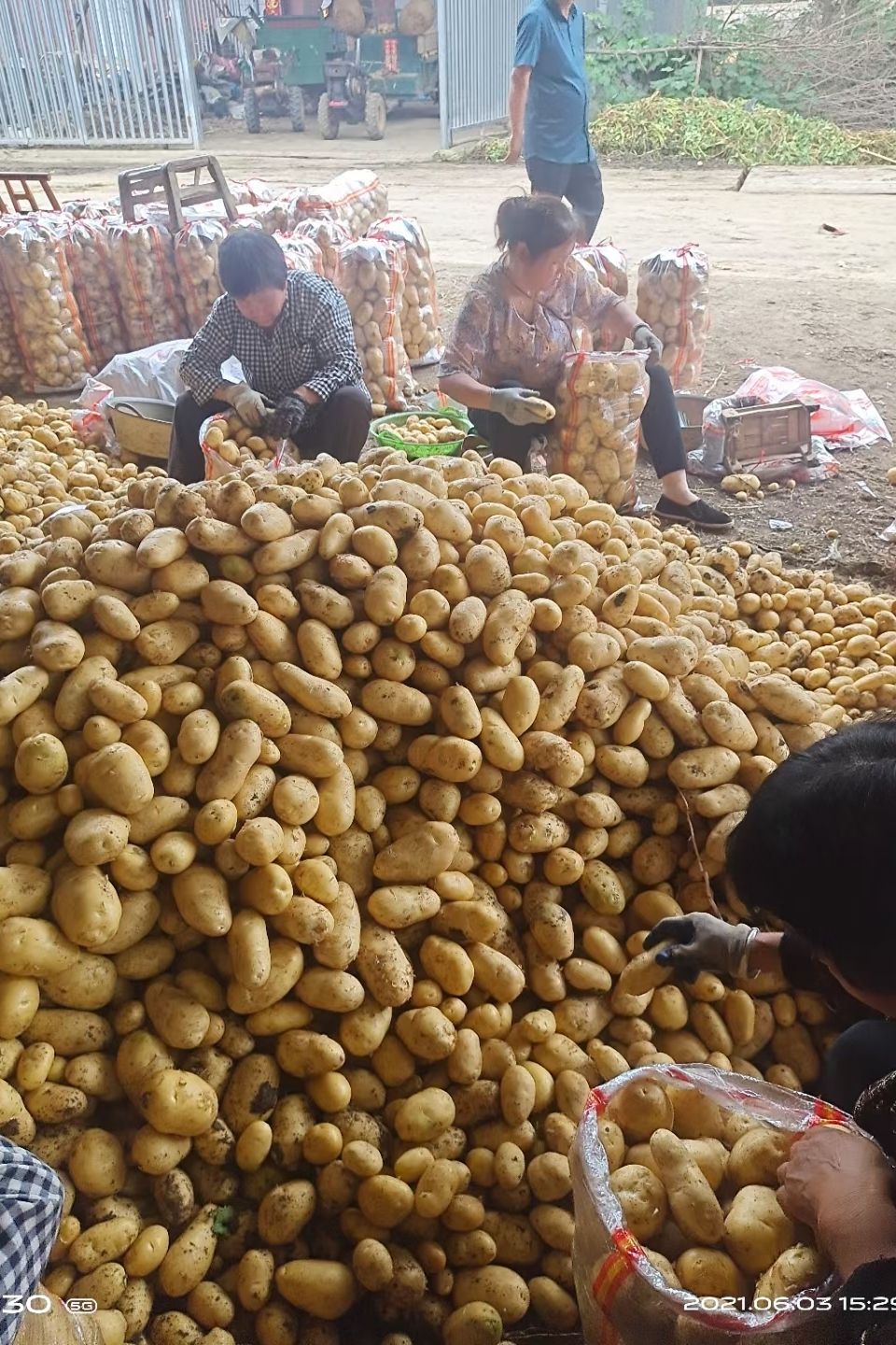 黄心土豆  黄皮黄心大土豆