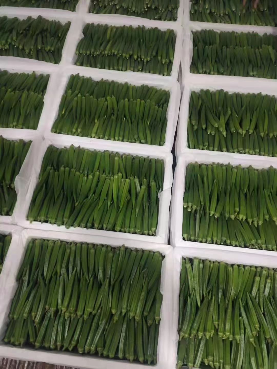 黄秋葵种子  助农一号