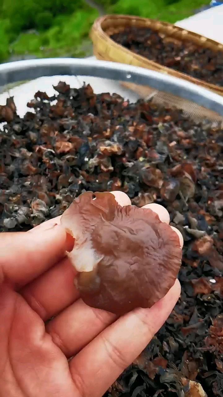 黑木耳 野生木耳正宗的