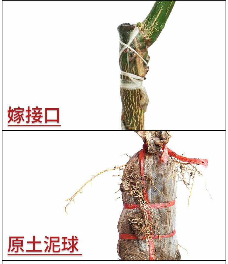 柚树苗  沙田柚子树苗水果三红心白肉蜜柚新品耐寒盆栽南北方种