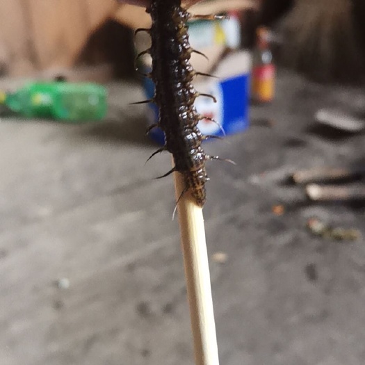 保靖县 爬沙虫