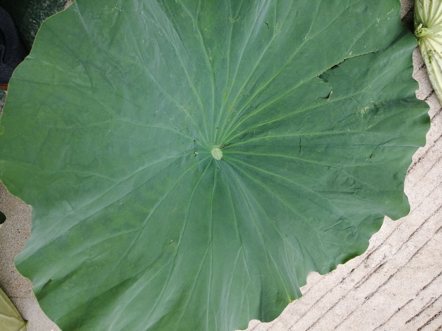 整张干荷叶，自然晒干无硫 ，可做荷叶粥，荷叶糯米鸡，荷叶茶。