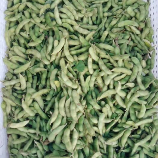 长丰县毛豆
