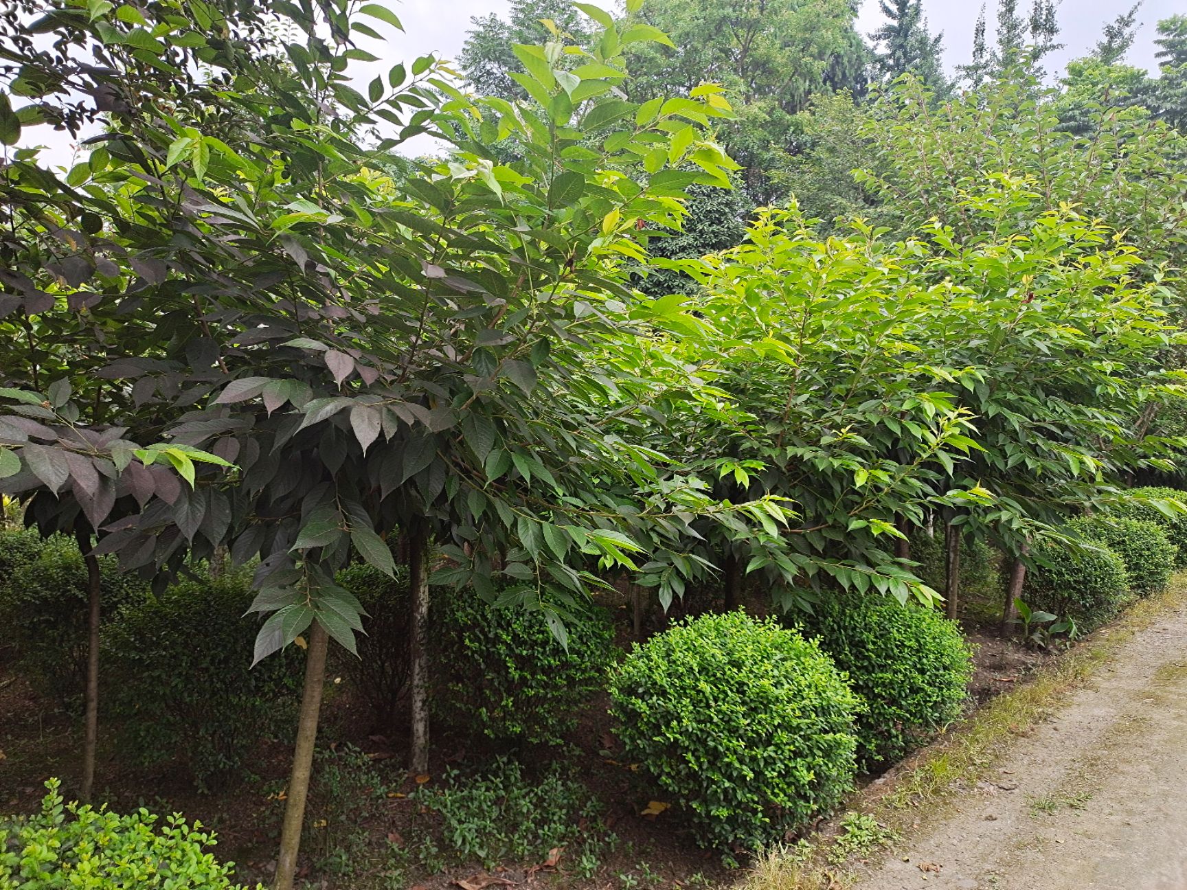  樱花，广州樱，4－12公分，欢迎咨询