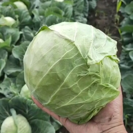 公主岭市绿包菜 甘蓝