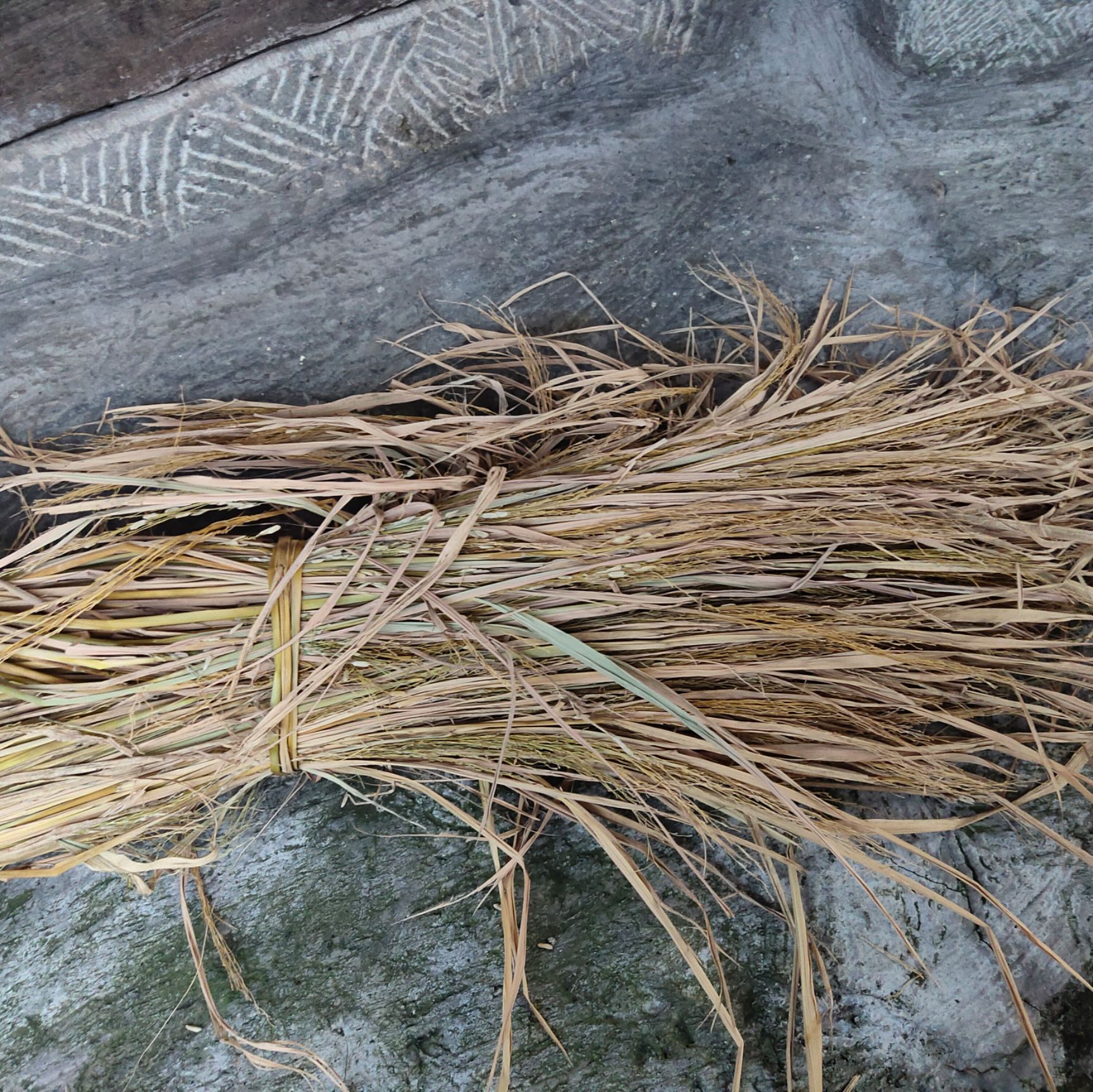水稻干稻草 农村收割