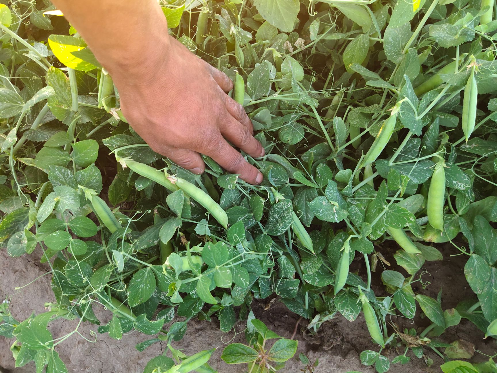 水果豌豆  吉林長春市懷德鎮(zhèn)。豌豆產(chǎn)區(qū)大面積種植豌豆，產(chǎn)量大，產(chǎn)地直銷！