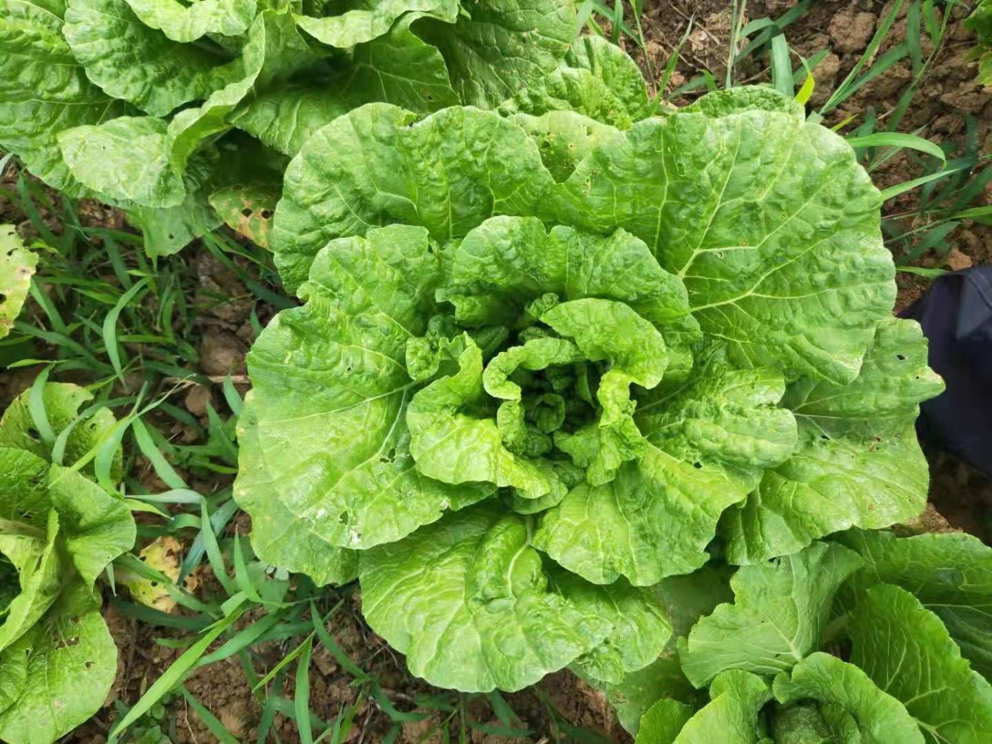 快白菜  无公害大白菜
