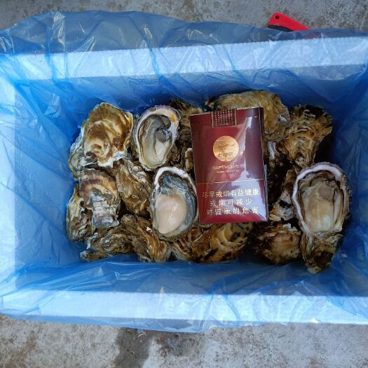 诏安县珍珠蚝  生蚝小包装