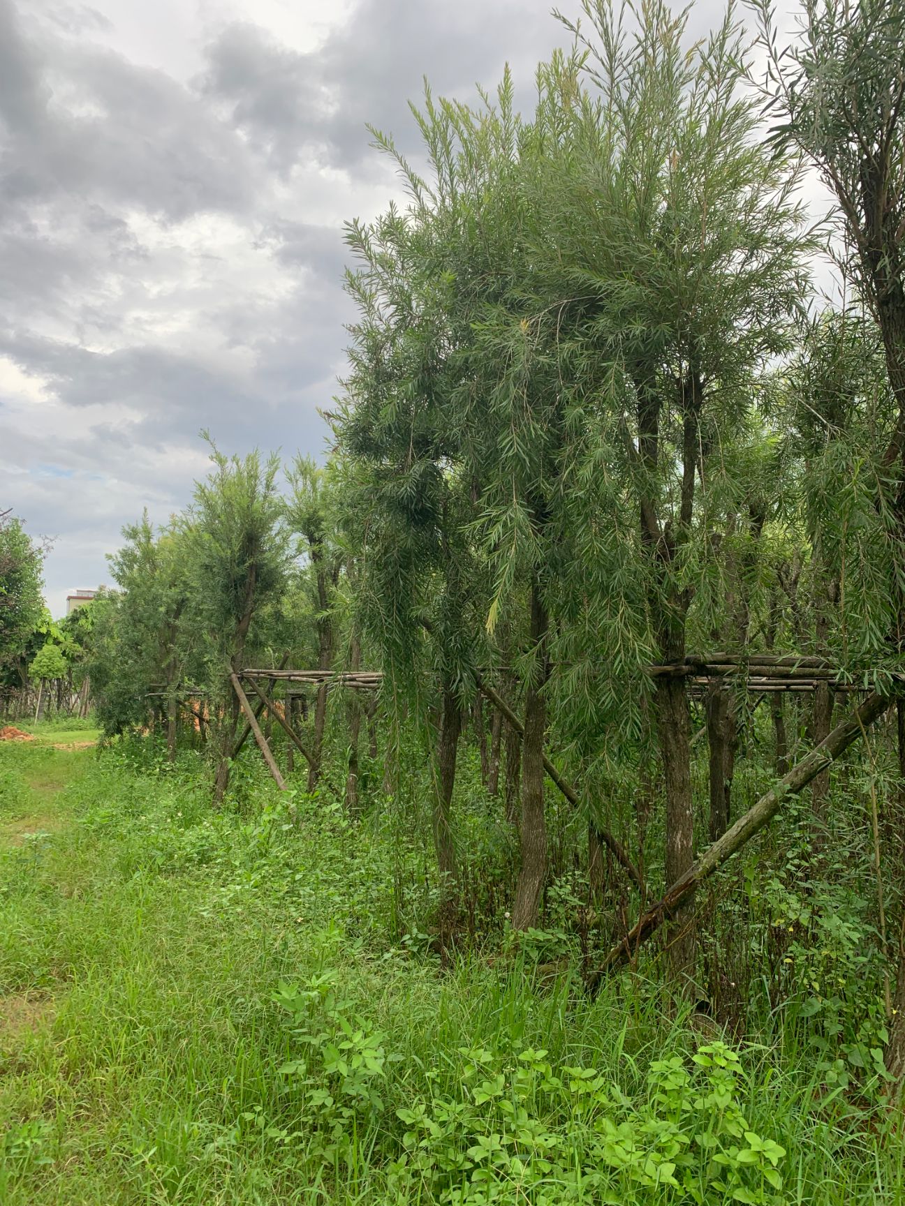 5-12公分串钱柳  红千层   金宝树