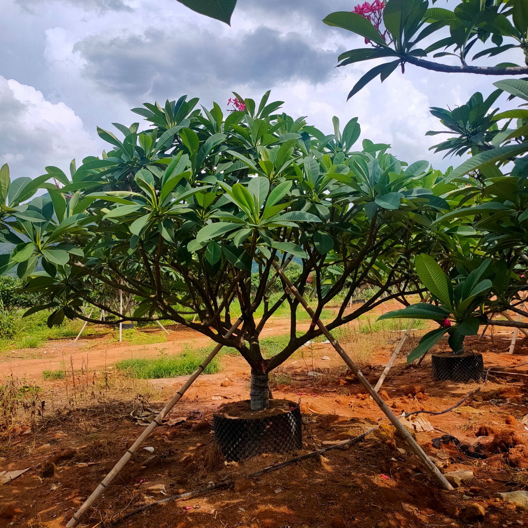 红鸡蛋花 红花鸡蛋花12公分