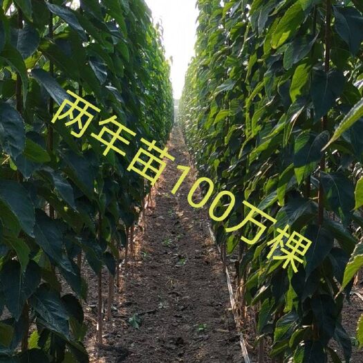 菏泽杜仲树   米径2公分（1.8公分起步）杜仲苗