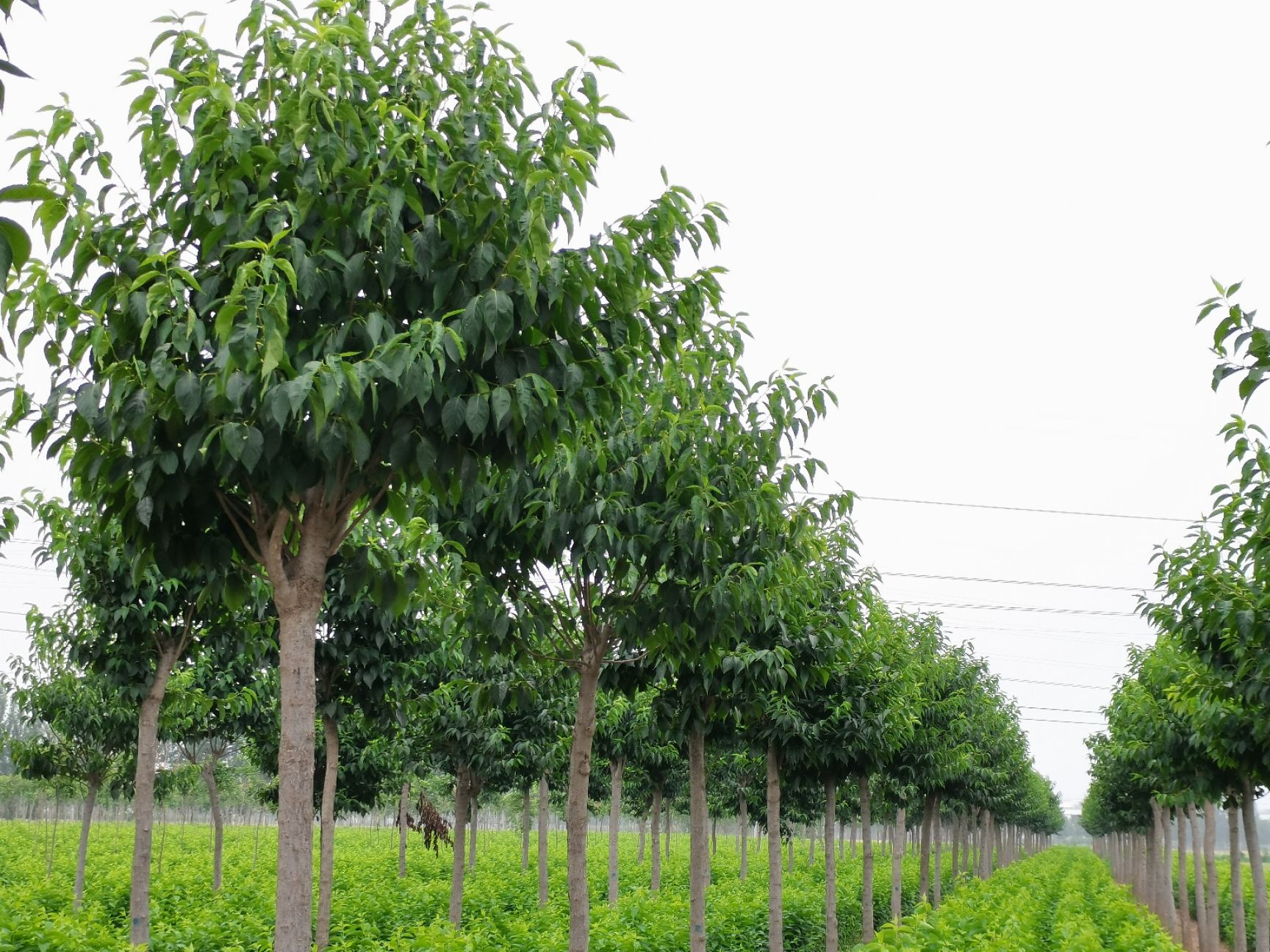 杜仲苗  10公分杜仲树