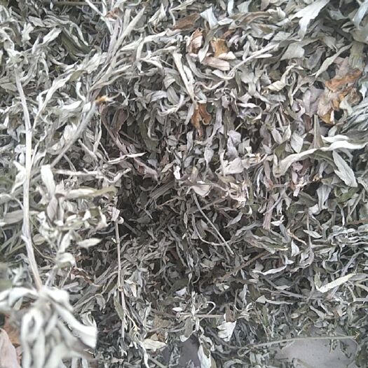 昌邑市艾草 天然艾叶