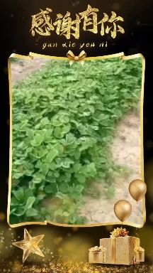 安丘市高抗病，高成活草莓品种隋珠草莓苗，该品种口感特别好，又香又甜
