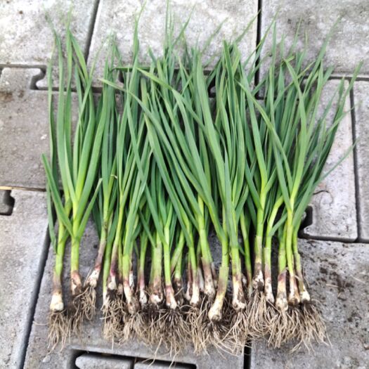 公主岭市东北特产红根蒜苗，大面积种，植产地直销，一次合作终身朋友！