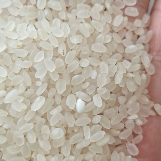 临沂粳米 批发当季新大米  农家圆粒大米 现货袋装25公斤 当季新米