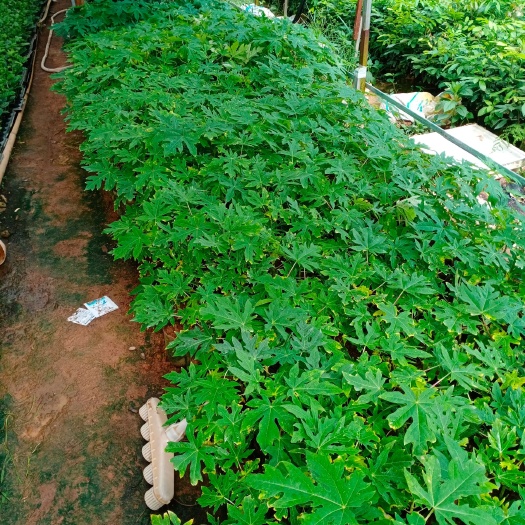 灵山县红心木瓜苗 黄金木瓜苗