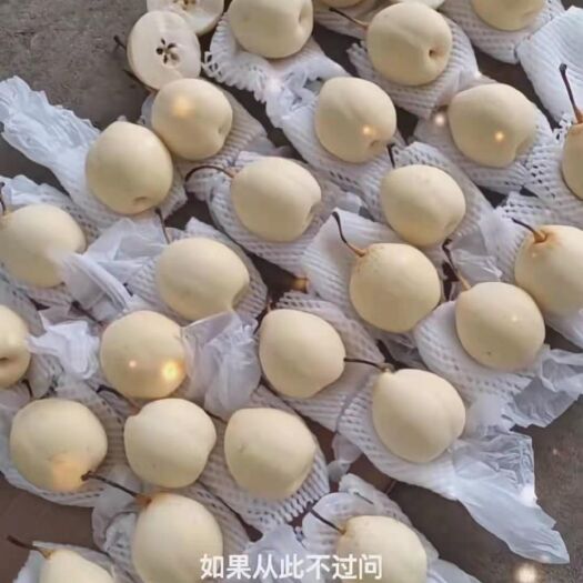 赵县皇冠梨  河北省赵县斯洛克农业发展有限公司全年供应各种梨果