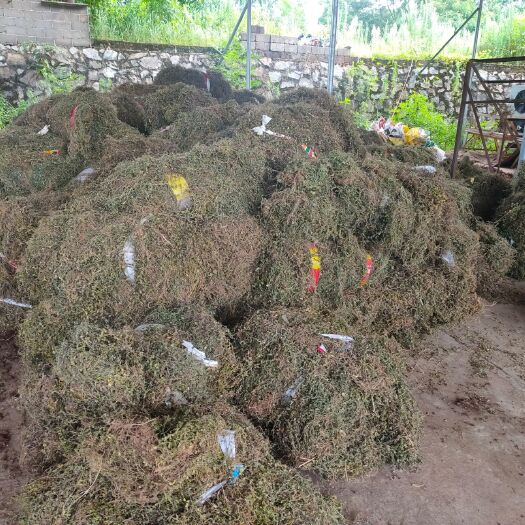 南丰县出售黄毛耳草，骨碎补