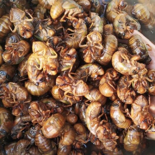 兴化市 鲜金蝉上市  量大的老板私聊