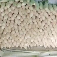威宁县 白萝卜大量上市