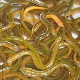 监利市花鳝  商品黄鳝，非虾稻田，非养殖，无饲料黄鳝，量大提前订购