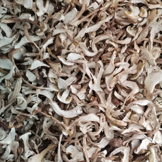 弥勒市美味牛肝菌  牛夫人牛干菌，源自哈尼彝族自治州原始山泉的孕育