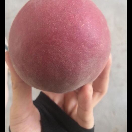 夏津县毛桃  百亩桃园，个大肉甜，量大优惠