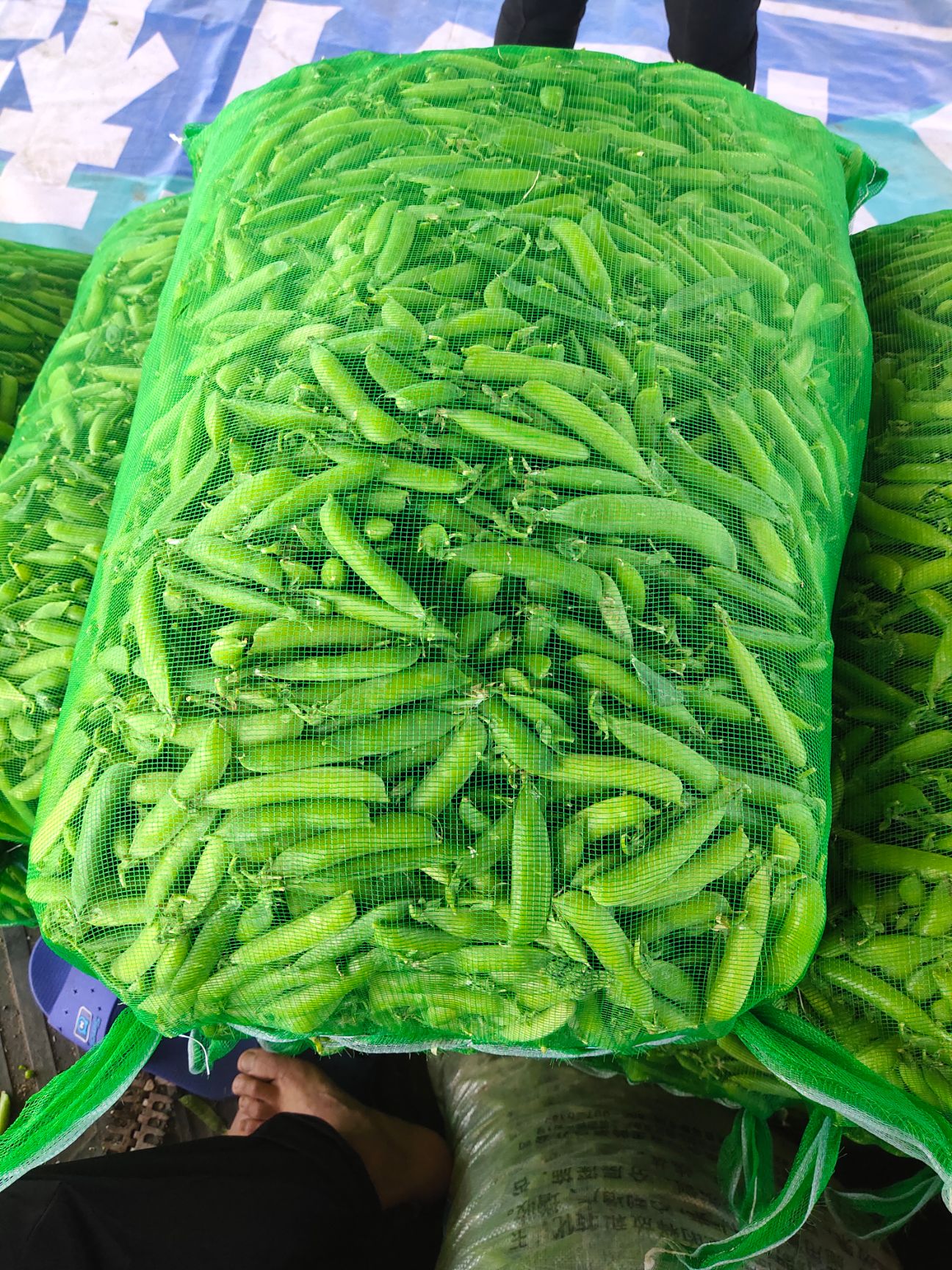 水果豌豆  吉林長春市懷德鎮(zhèn)。豌豆產(chǎn)區(qū)大面積種植豌豆，產(chǎn)量大，產(chǎn)地直銷！