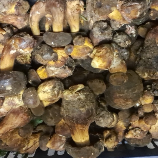 龙陵县黑牛肝菌 嫩滑香饭桌上的美味养身的
