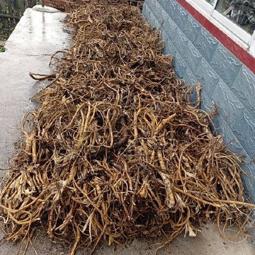 汪清县白皮芪  中药材黄芪