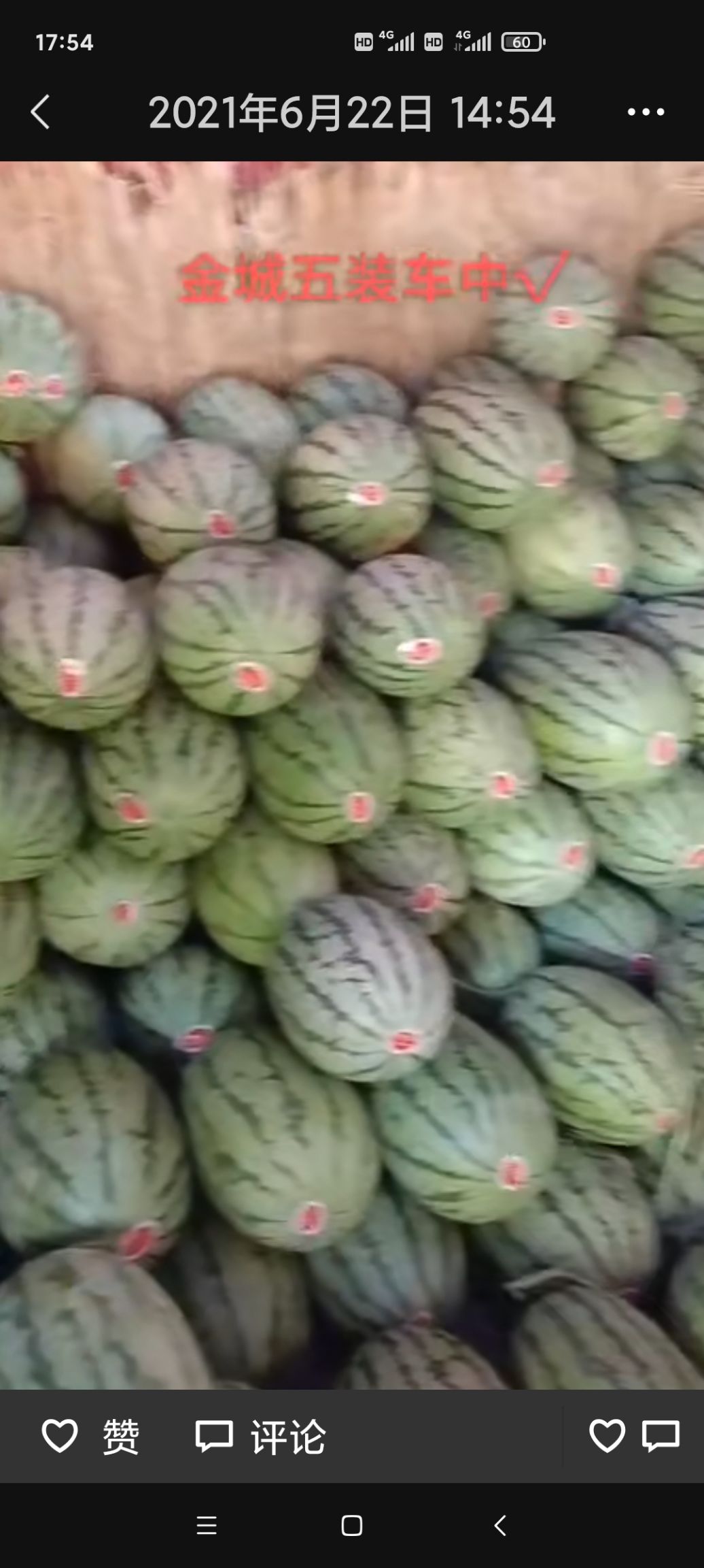 金城5号西瓜 金城五号