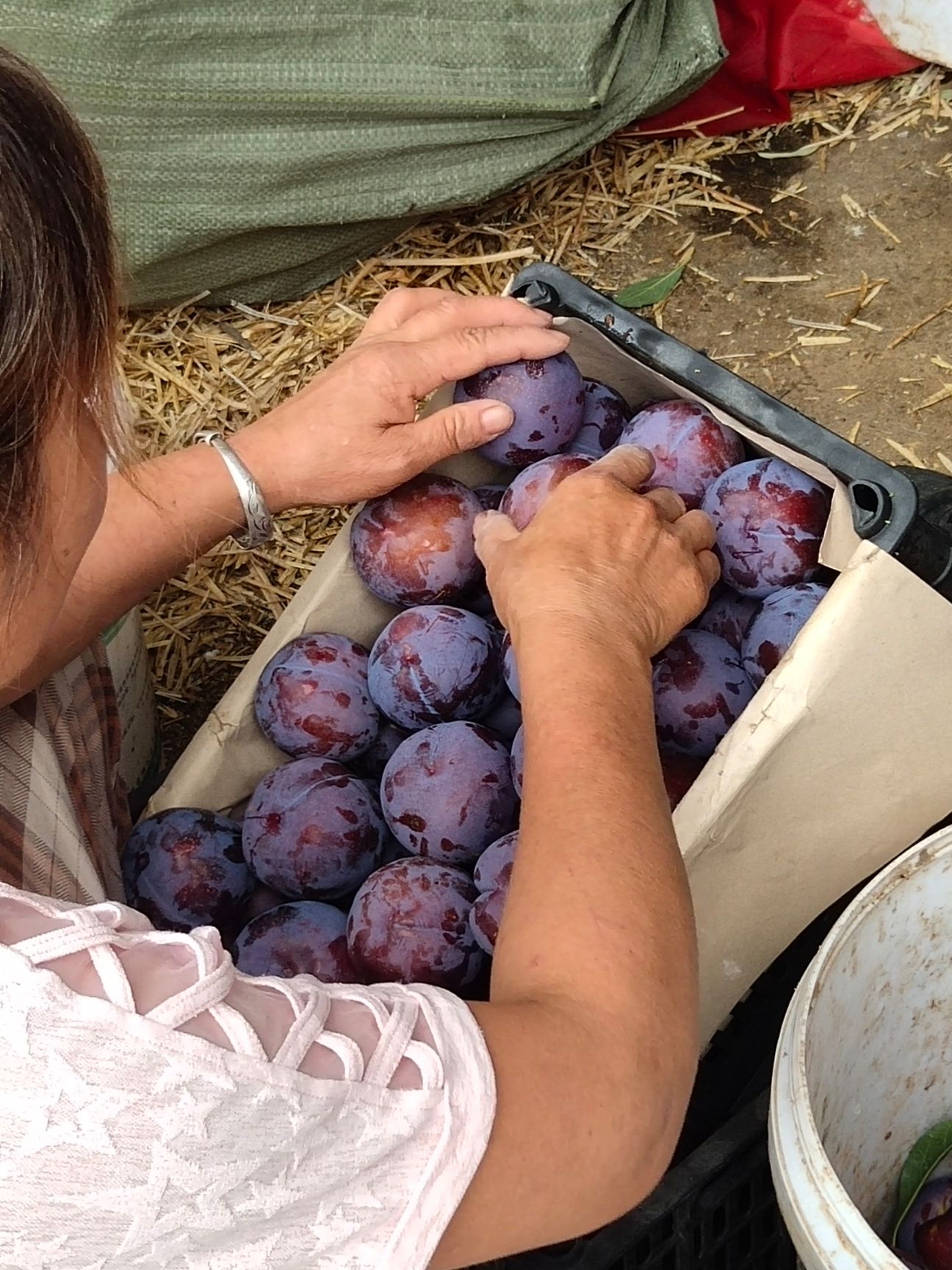 黑布林 河南省南阳市内乡县