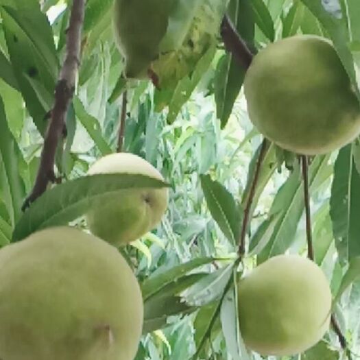 英德市 鹰嘴蜜桃 现摘鹰嘴桃当季新鲜水果蜜桃农家自种大甜脆，