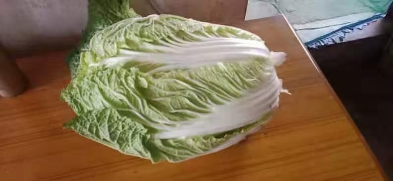 寿阳县黄心大白菜