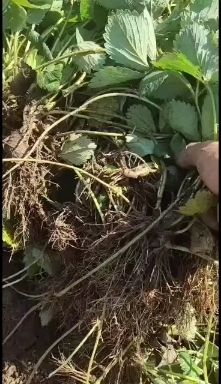 高抗病，高成活草莓品种隋珠草莓苗，该品种口感特别好，又香又甜