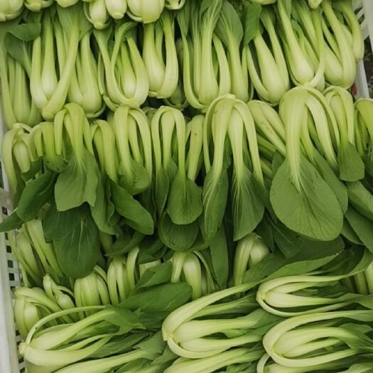 成都快菜 小白菜